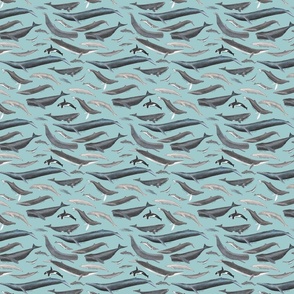 Mini Whales of the World on Light Blue