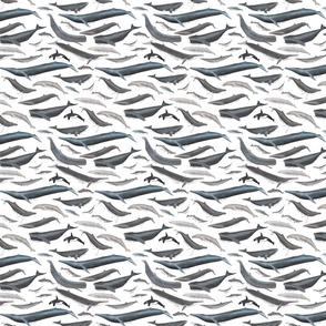 Mini Whales on White