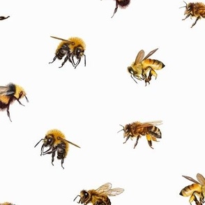 Honey Bees - Medium - White