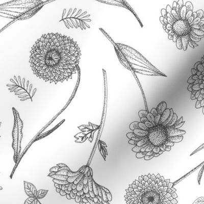 Botanical Illustration in Black & White