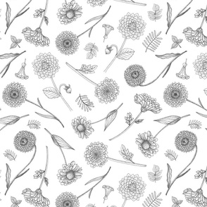 Botanical Illustration in Black & White