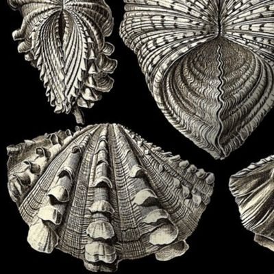 ANTIQUE SHELLS - ERNST HAECKEL 