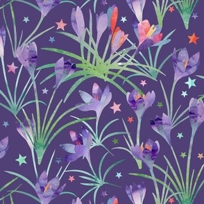 crocuses - purple background