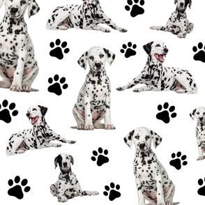 Dalmatian Dogs Black and White 