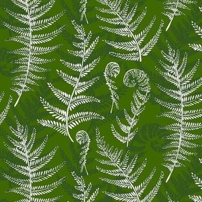fern leaves on green