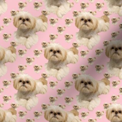 Shihtzu Diamonds in Pink - abt 2"