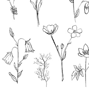 Botanical Black and White Illustrations
