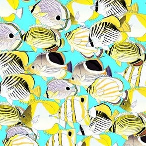 School of butterflyfish cyan 2in