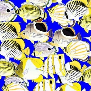 School of butterflyfish on deep blue 2p5in