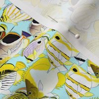 School of butterflyfish shallow blue 1p5in