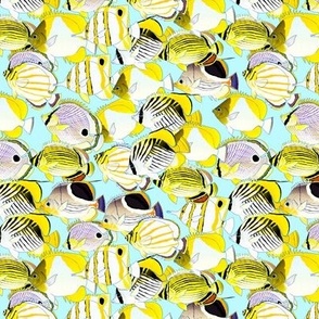 School of butterflyfish shallow blue 1p5in