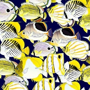 School of butterflyfish on midnight 2p5in