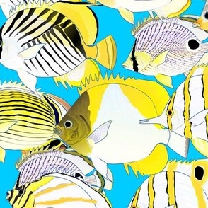 School of butterflyfish on sea blue 4p5in