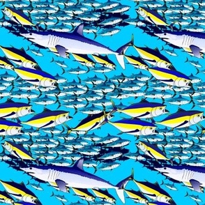 Mako with Yellowfin Tuna and Little Tunny shallow sea blue 5i