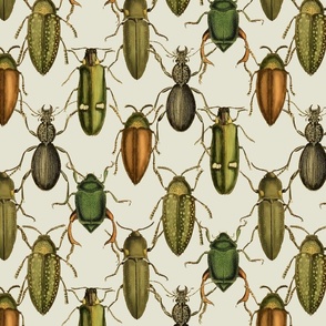 bugs on light green bcg