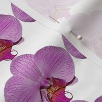 Floral Photographic purple orchid