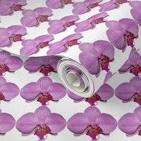 Floral Photographic purple orchid