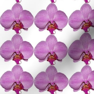 Floral Photographic purple orchid