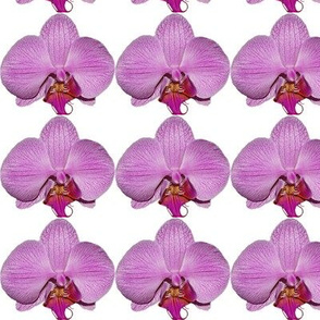 Floral Photographic purple orchid