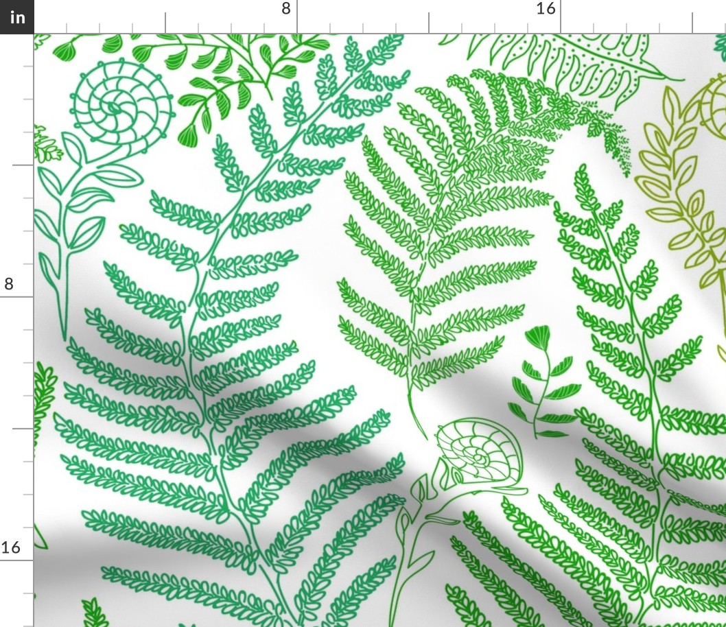 Large Hapuu Fiddle Fern Greens on White