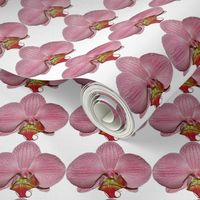 Floral Photographic flower_pattern_orchid_pink_small_2