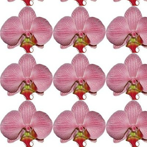 Floral Photographic flower_pattern_orchid_pink_small_2