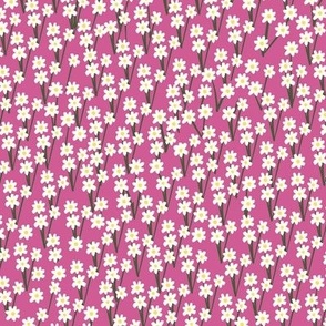 White on pink daisies