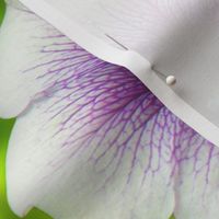 Huge Petunias