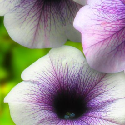 Huge Petunias