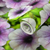 Huge Petunias