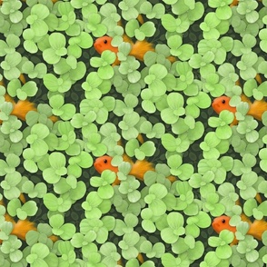 Duckweed - the smallest flower in the world