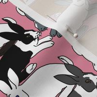 Himalayan Dutch and White Rabbits on Pink