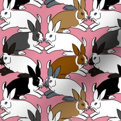 Himalayan Dutch and White Rabbits on Pink