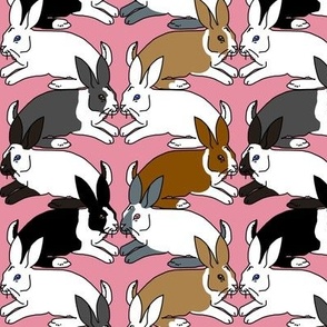 Himalayan Dutch and White Rabbits on Pink