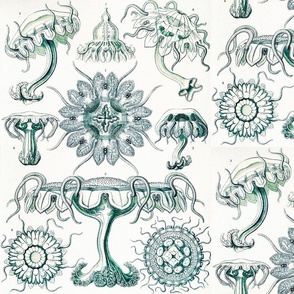 BLUEGREEN DISC JELLYFISH FAMILY - ERNST HAECKEL