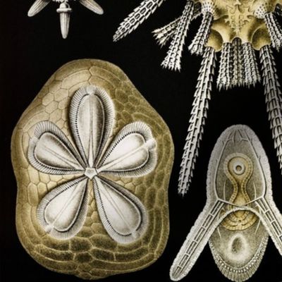 GOLDEN SAND DOLLARS - ERNST HAECKLE