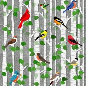 BIRDS in Birch Trees