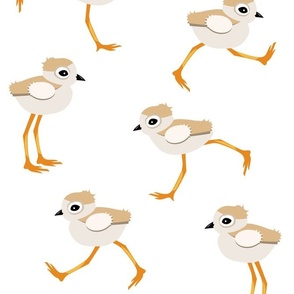 Piping Plover Chicks with Orange Legs