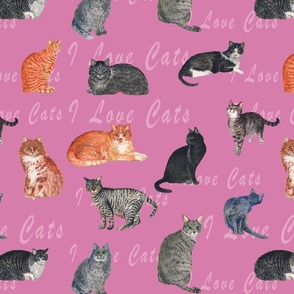 CATS LOTS AND LOVE