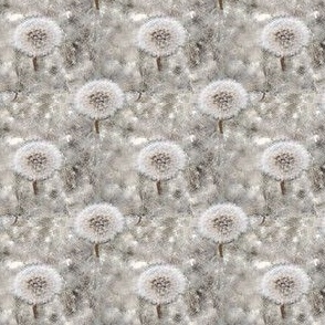 Dandelion Cottonwood Allergy Weeds in Gray White and Brown Neutrals