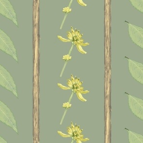 Wingstem (Verbesina alternifolia), variation 2, 12-inch