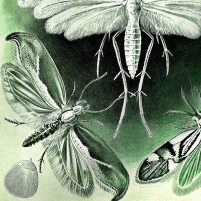  ANTIQUE MOTHS IN GREEN ISLE - ERNST HAECKEL