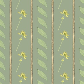 Wingstem (Verbesina alternifolia), variation 1, 9-inch