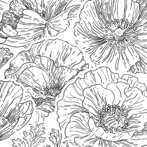 Poppies lineart