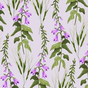 Creeping Bellflower - Purple Background