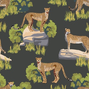 Cheetahs in Wild, detailed lifelike large 35cm size in grasslands on woodland grey background
