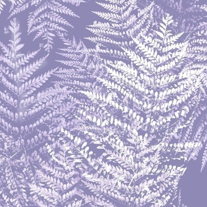 Jumbo-Shadows_of_fern-variation 2-violet