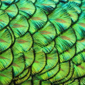 Peacock Pride
