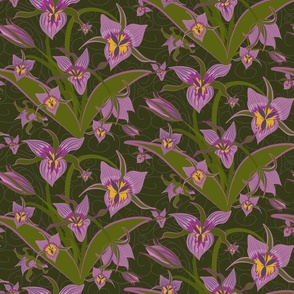 Wild Mountain Iris(Medium)