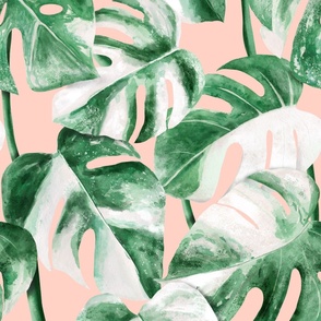 Watercolor Monstera variegata tropical leaves jumbo scale blush pink